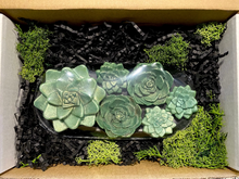 Load image into Gallery viewer, All Natural Succulent Soap Gift Box - Set of 6 w/ Stainless Steel Dish - 5 oz
